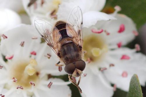 Eristalis arbustorum
