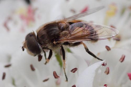 Réf. 101 548 : Eristalis arbustorum