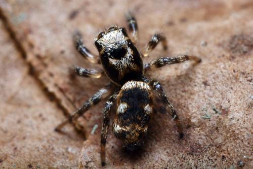 Réf. 101 558 : Salticus sp.