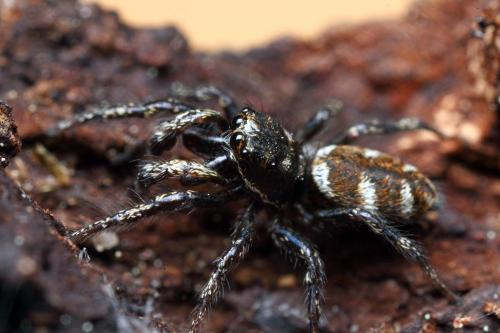 Salticus scenicus