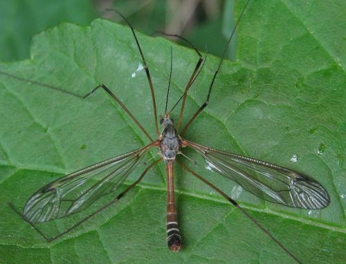 Réf. 101 258 : Tipula flavolineata