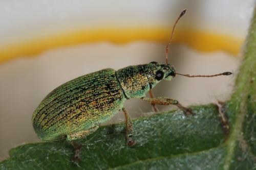 Réf. 101 454 : Polydrusus formosus