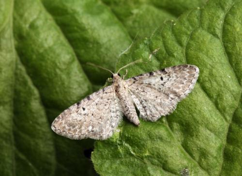 Eupithecia veratraria