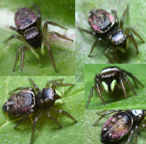 Heliophanus sp.