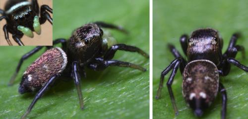 Heliophanus sp.