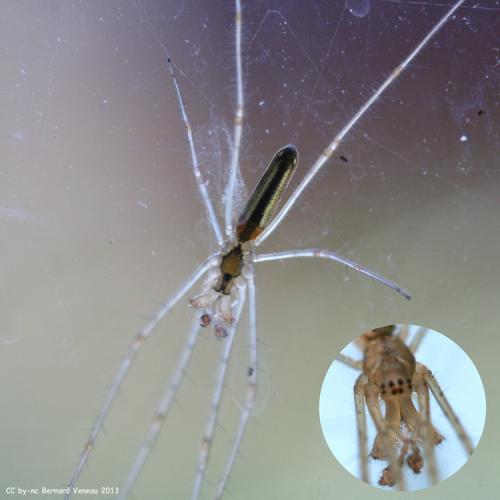 Réf. 101 199 : Tetragnatha sp.