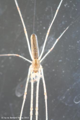 Tetragnatha sp.