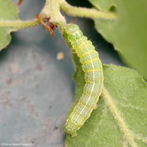 Cosmia trapezina