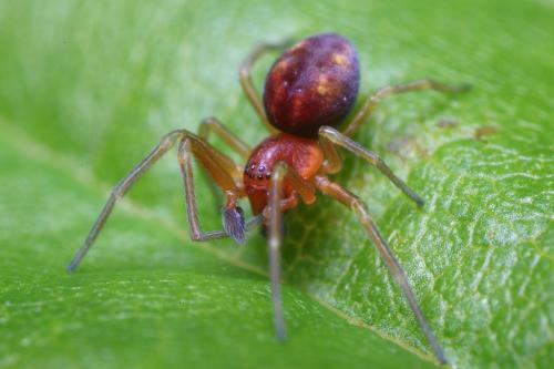 Nigma sp.