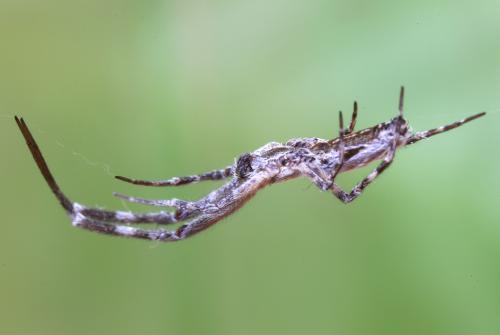 Uloborus walckenaerius