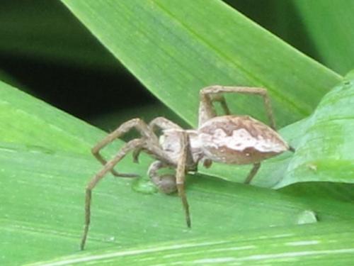 Pisaura mirabilis