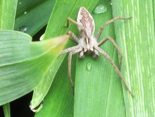 Pisaura mirabilis