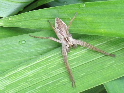 Pisaura mirabilis