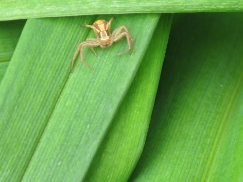 Xysticus ulmi