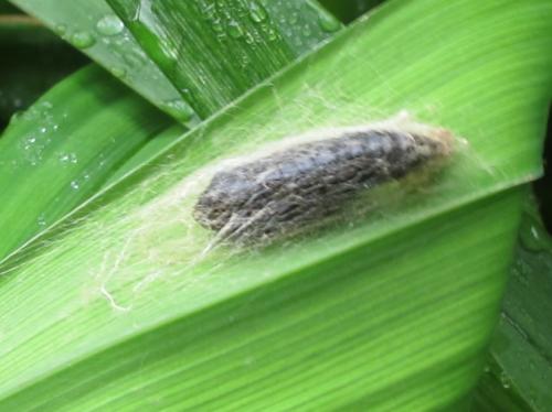 Diachrysia chrysitis