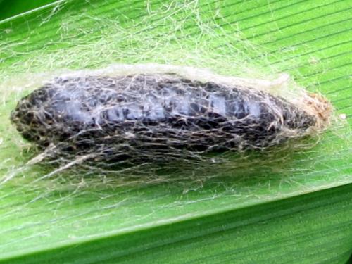 Diachrysia chrysitis