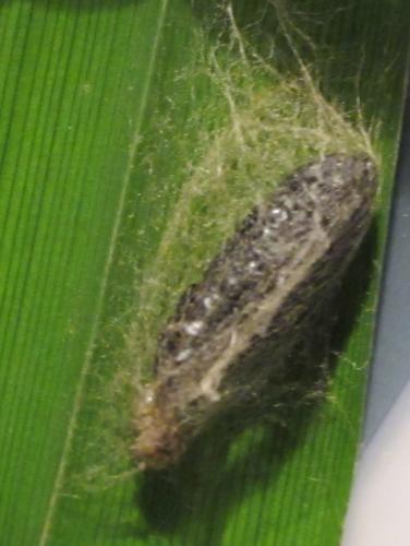 Diachrysia chrysitis