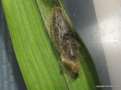 Diachrysia chrysitis