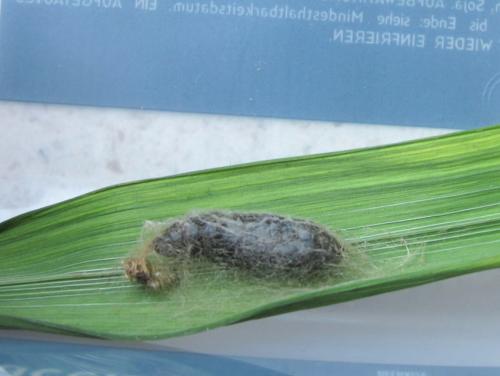 Diachrysia chrysitis