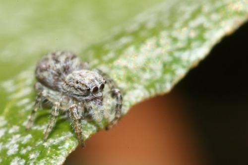 Pseudicius encarpatus