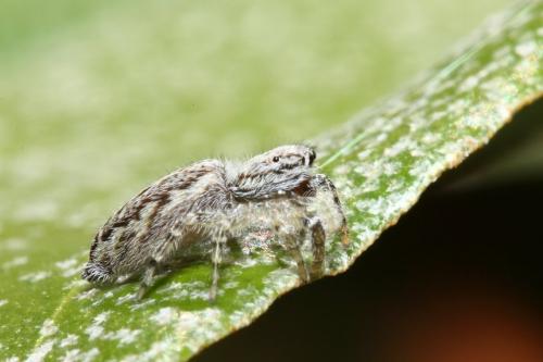 Pseudicius encarpatus