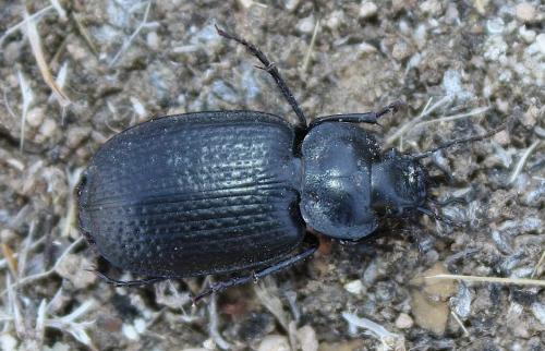 Réf. 101 837 : Licinus punctatulus