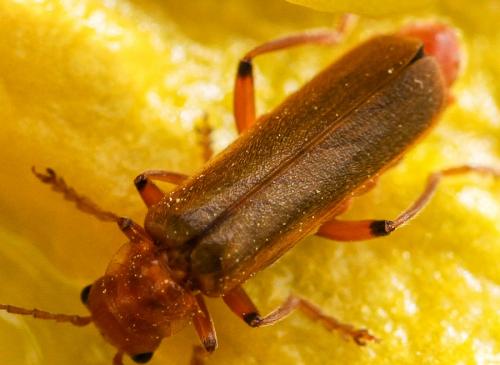 Cantharis sp.