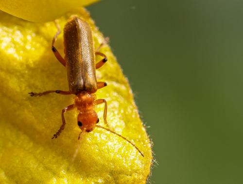 Réf. 101 539 : Cantharis sp.