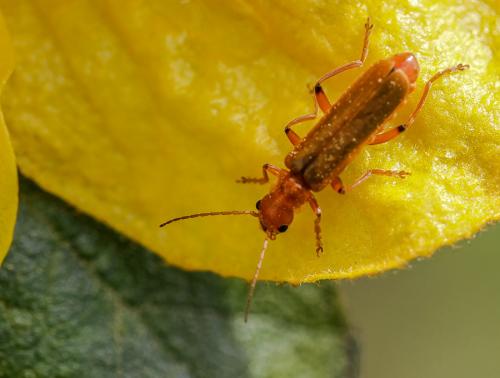 Cantharis sp.