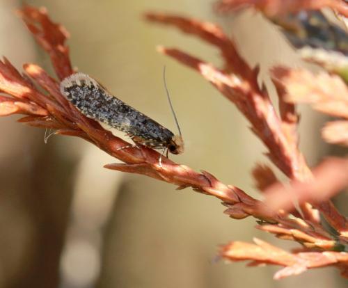 Réf. 101 073 : Monopis laevigella