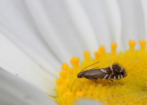 Réf. 101 404 : Glyphipterix simpliciella