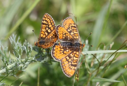 Réf. 101 768 : Euphydryas aurinia