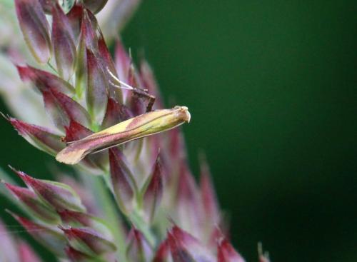Caloptilia alchimiella