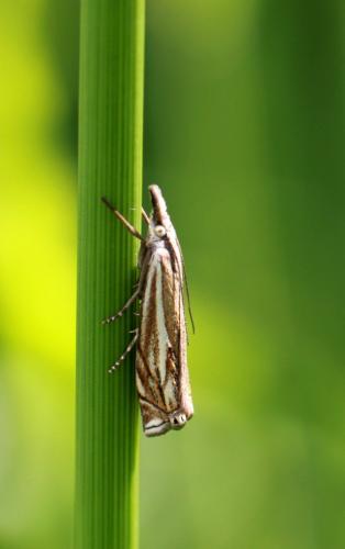 Réf. 101 629 : Crambus lathoniellus