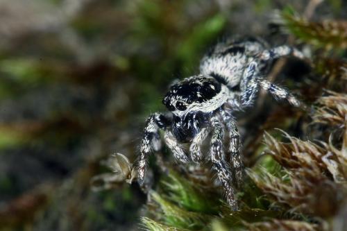Salticus sp.