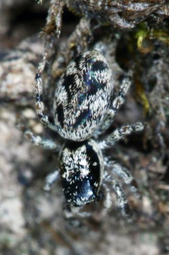 Salticus sp.