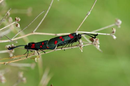 Zygaena lavandulae
