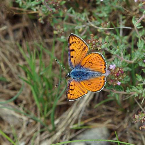 Réf. 101 898 : Lycaena alciphron
