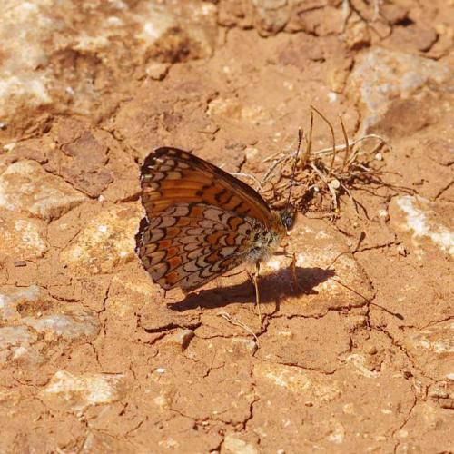 Melitaea phoebe