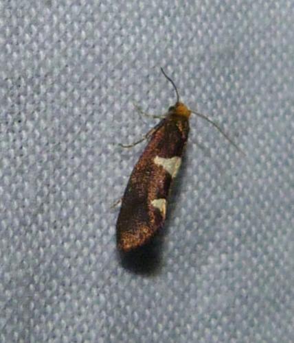 Incurvaria masculella