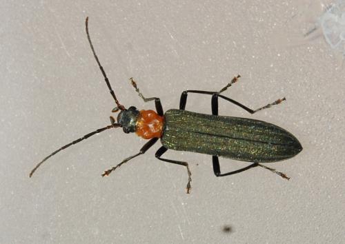 Ischnomera sanguinicollis