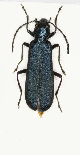 Réf. 101 437 : Ischnomera caerulea