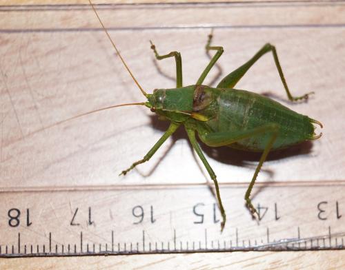 Réf. 101 521 : Isophya pyrenaea
