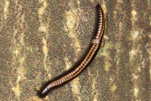 Réf. 101 651 : Ommatoiulus sabulosus