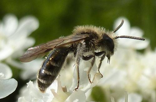 Andrena (ampla-proxima)