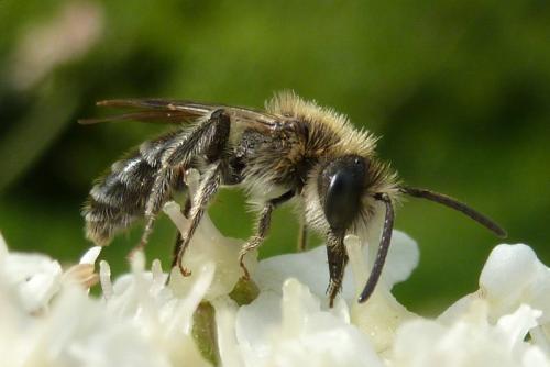 Andrena (ampla-proxima)