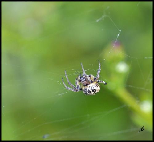 Larinioides cornutus