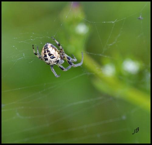 Réf. 101 998 : Larinioides cornutus