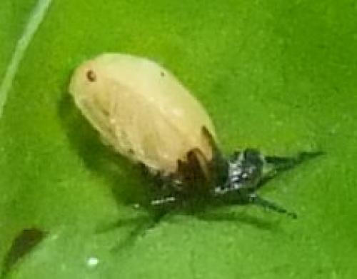 Tritomegas bicolor