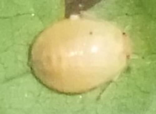 Tritomegas bicolor